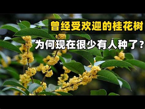 後院種樹風水|【後院樹木 風水】風水專欄 